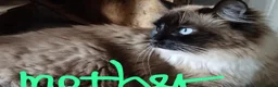 Ragdoll cats for sale: Purebred Ragdoll kittens - Advert 5