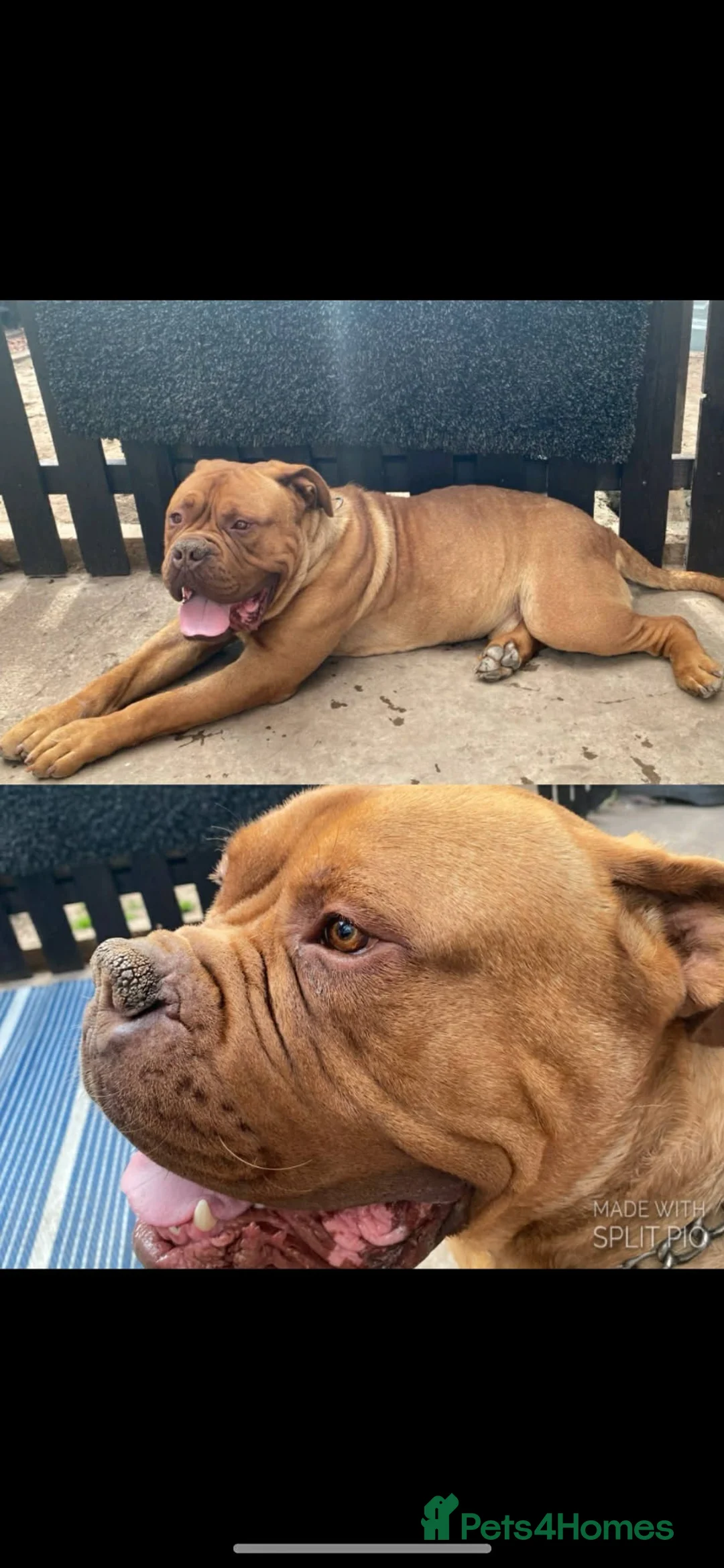 Dogue De Bordeaux dogs for stud: STUD PURE DOGUE DE BORDEAUX  - Advert 7