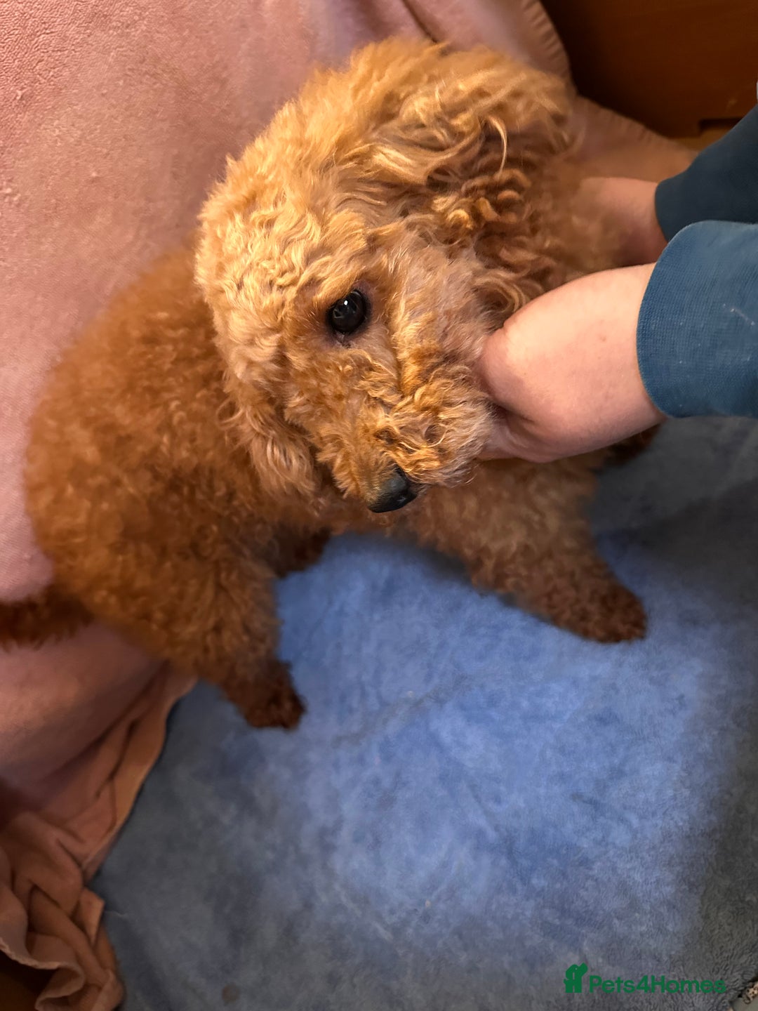 Toy Poodle dogs for sale: Toy poodle puppy - Advert 9