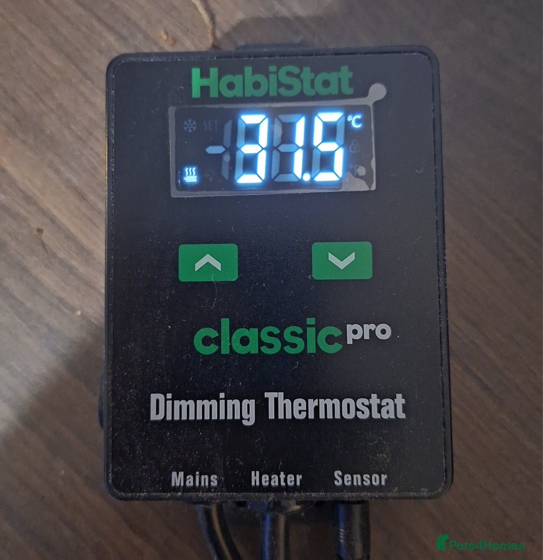 Gecko reptiles for sale: Leopard Gecko 3 month + all equipment option - Advert 8