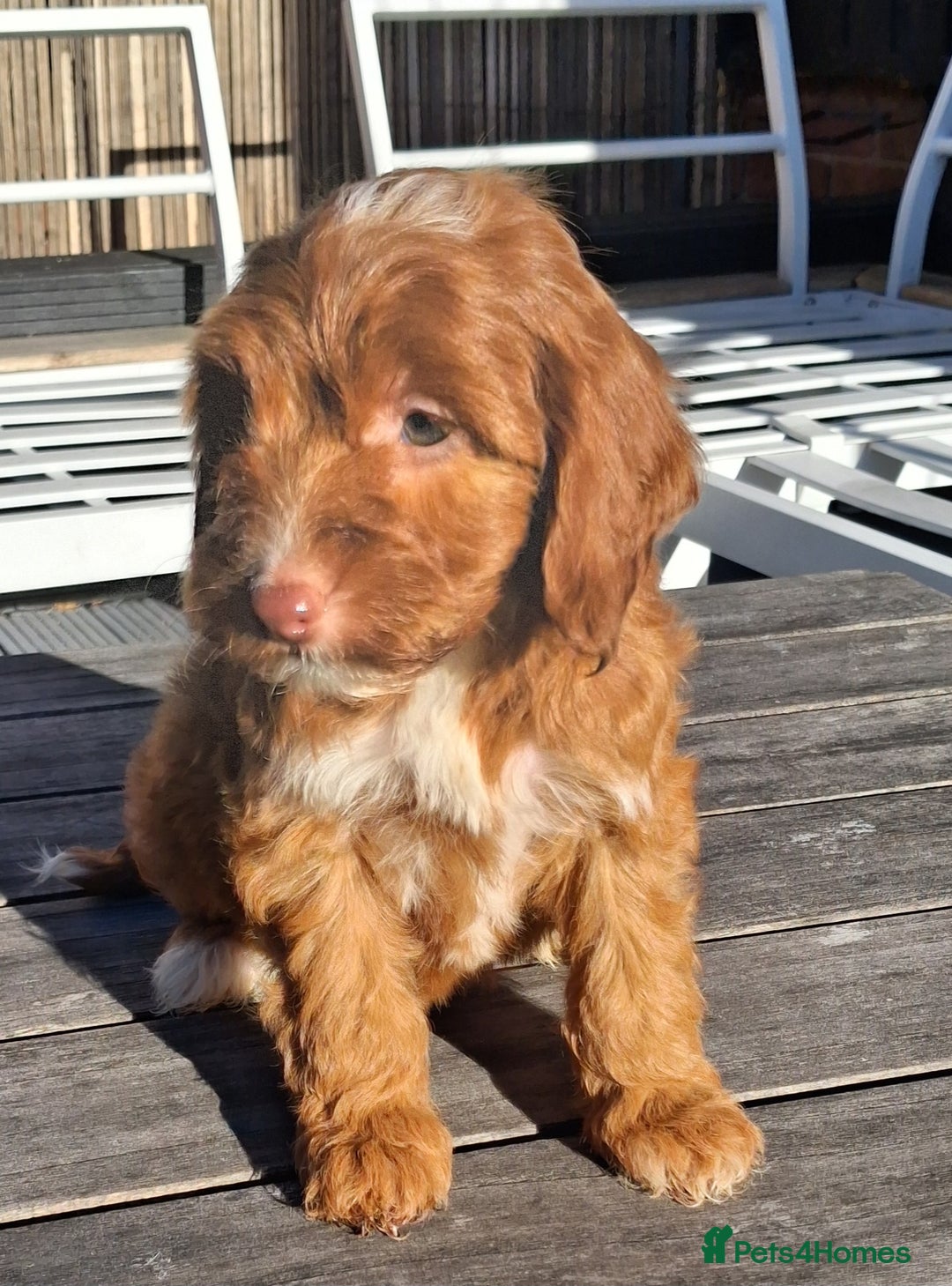 Cockapoo dogs for sale: ** LAST ADORABLE CURLY BLACK & WHITE COCKAPOOS **  - Advert 22