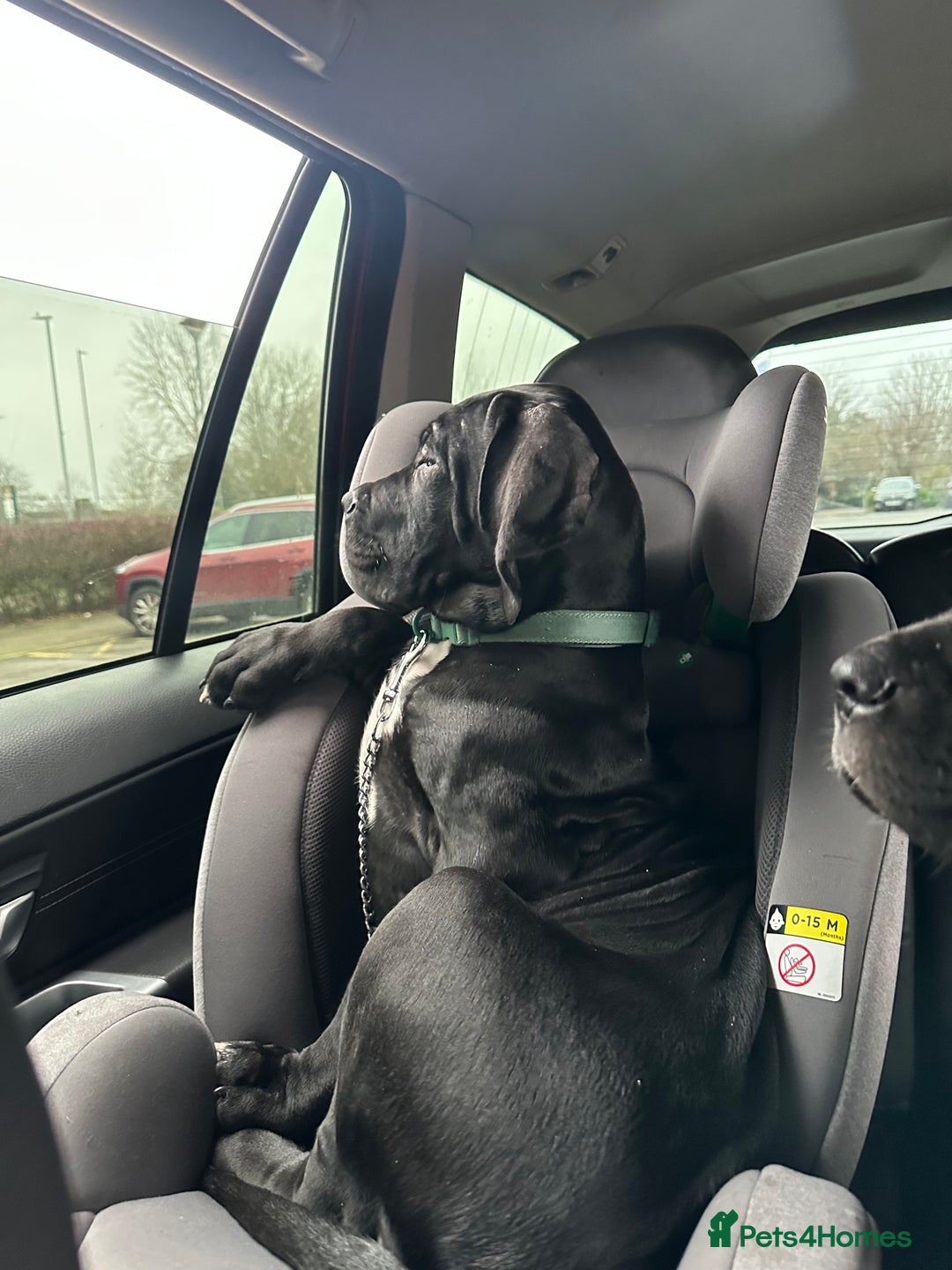 Mixed Breed dogs for sale: Cane corso/great Dane🐾 13weeks old - Advert 9