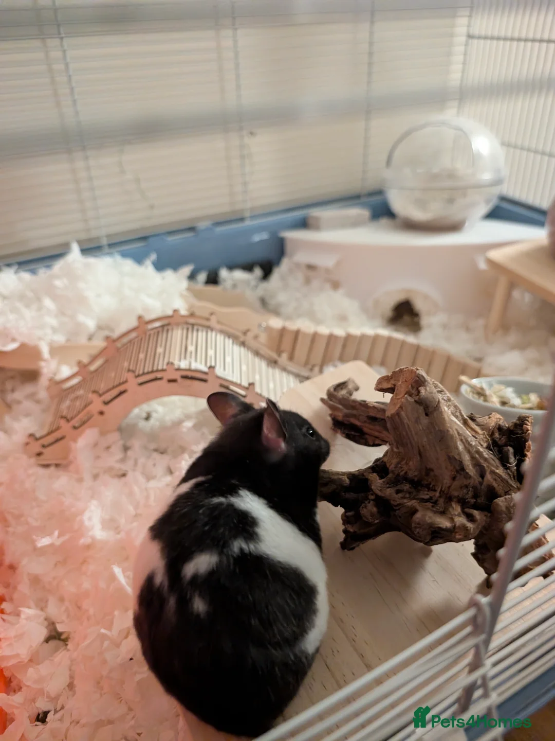 Hamster rodents for sale: Syrian hamster female  - Advert 2