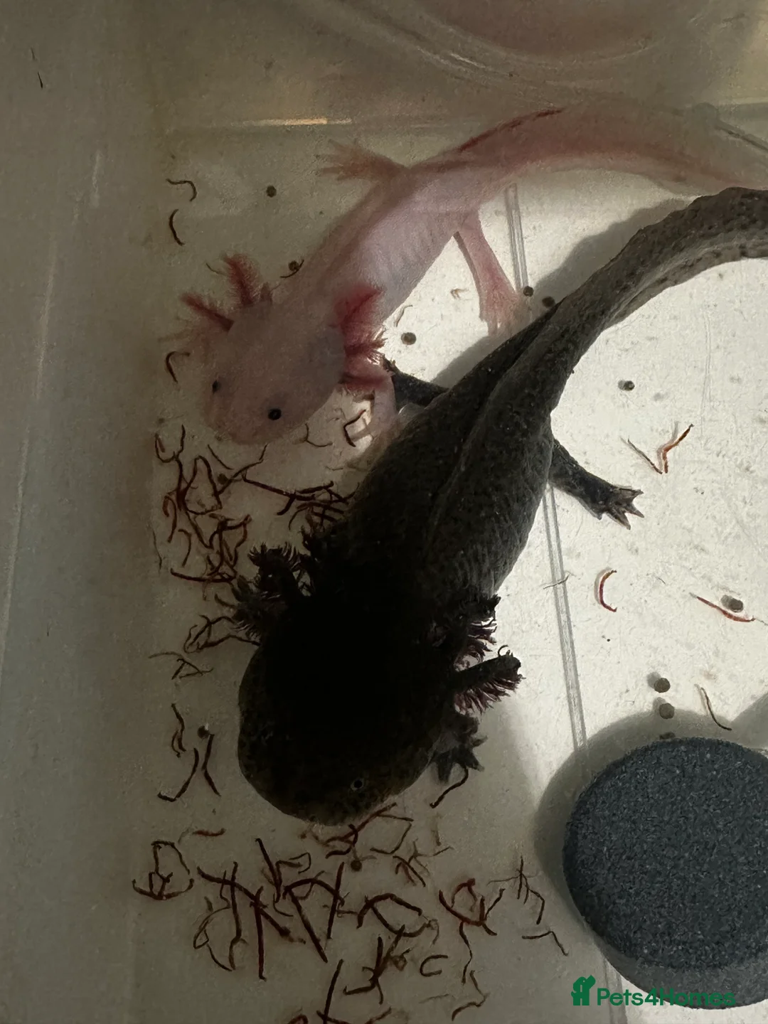 Axolotl reptiles for sale: (Black) axolotl for sale  - Advert 2