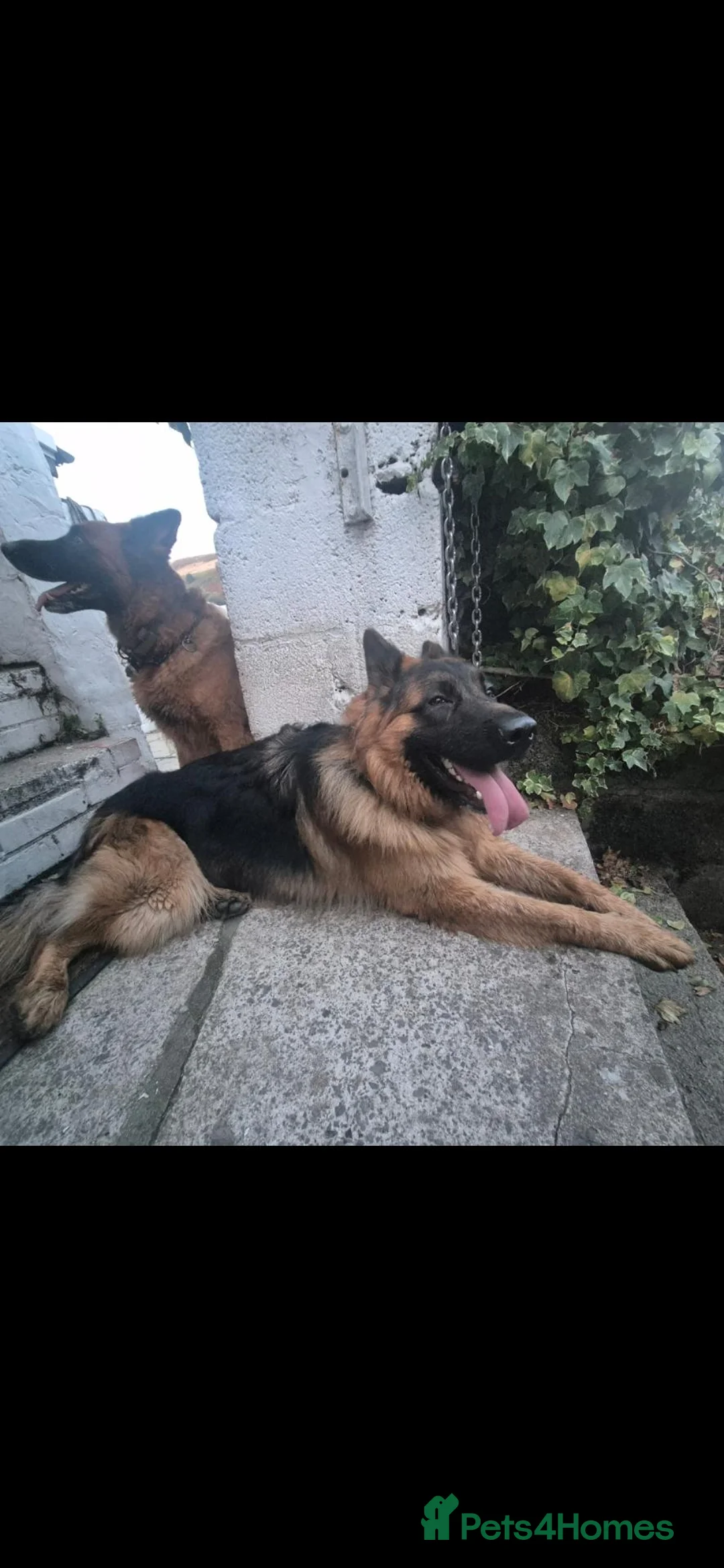 German Shepherd dogs for stud: Stud dog KC German Shepperd  in Ferndale - Advert 2