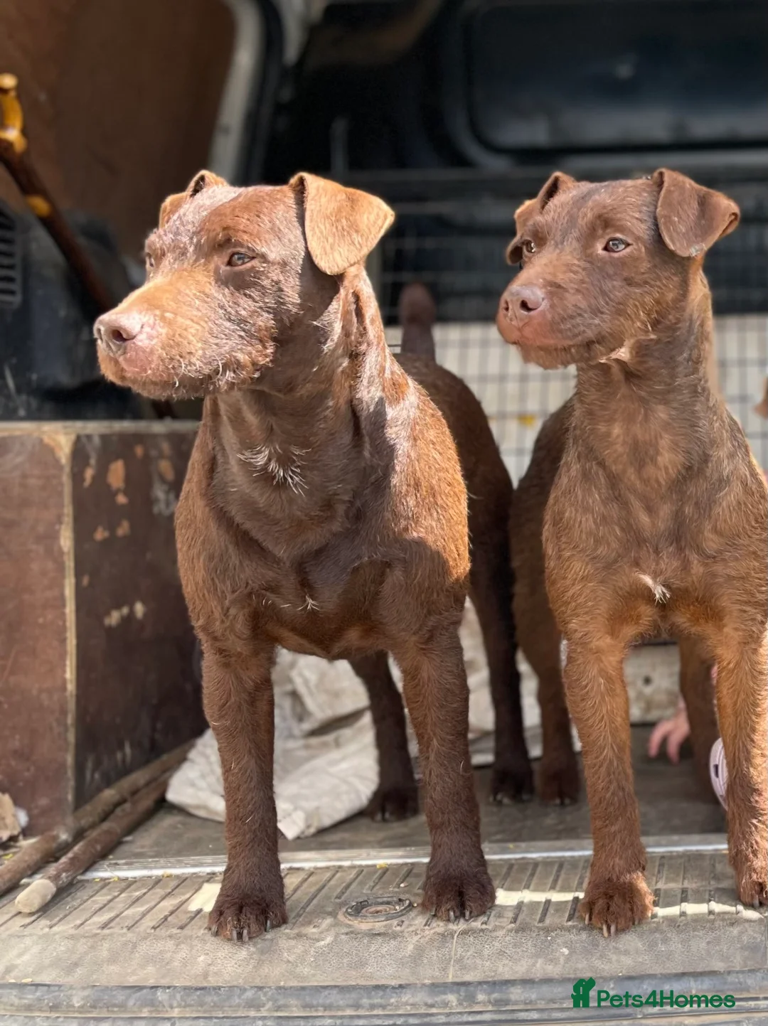 Patterdale Terrier dogs for stud: Chocolate patterdale for stud  in Doncaster - Advert 5