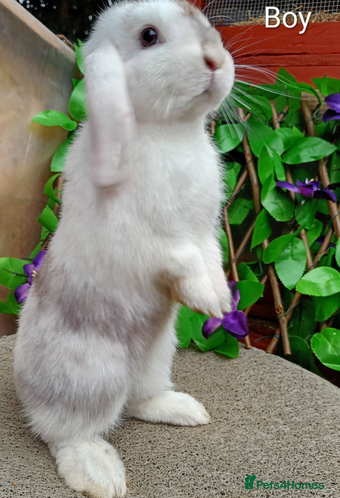 Mini Lop rabbits Mini lop  - Advert 13