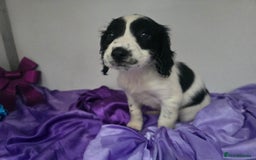 English Springer Spaniel dogs for sale: ⭐️ Ready Stunning KC DNA Vetted, home Ess Pups ⭐️ - Image 7