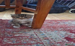 Scottish Fold cats for sale: Beautiful kittens ready for forever loving homes  - Image 24
