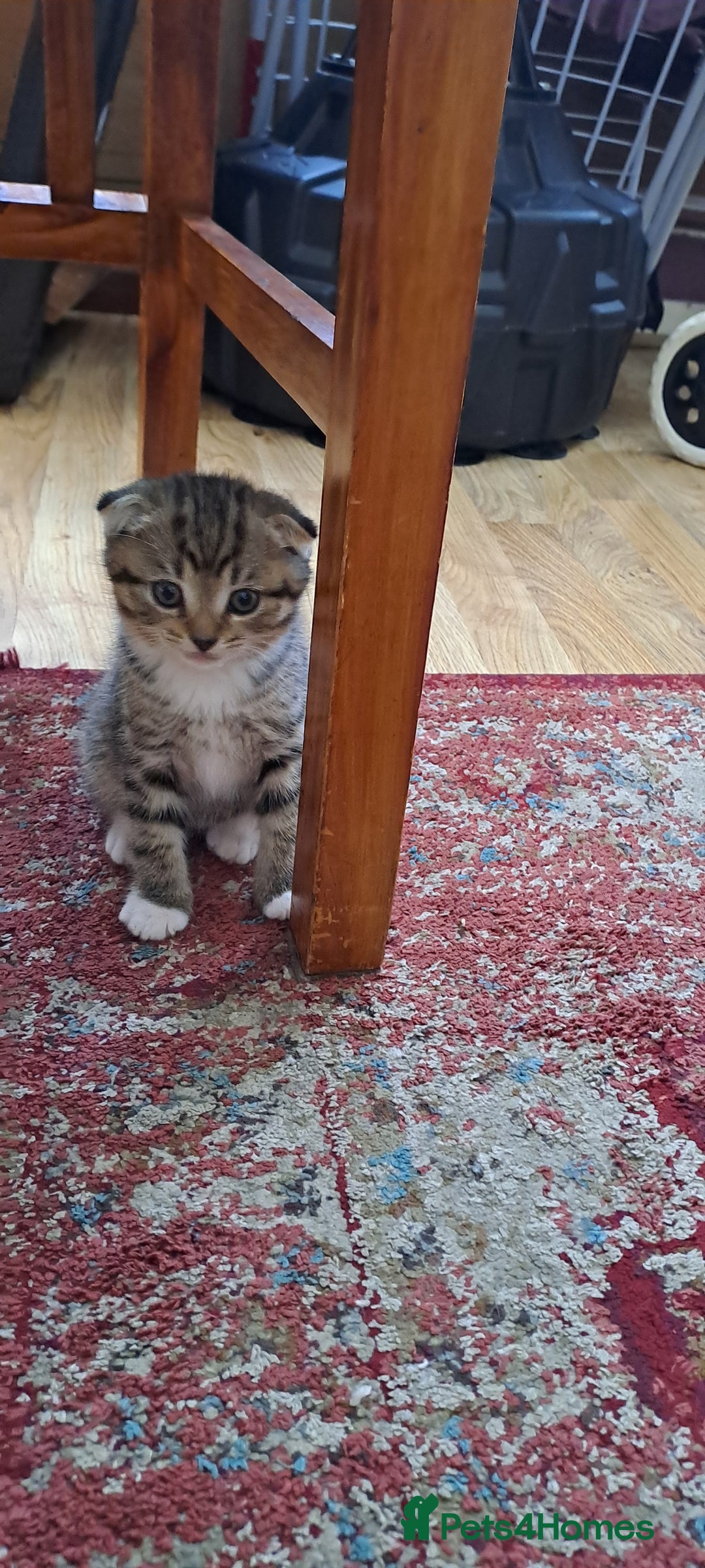 Scottish Fold cats for sale: Beautiful kittens ready for forever loving homes  - Image 24