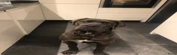 Cane Corso dogs for sale: Cane  Corso 15 month old female for sale  - Advert 3