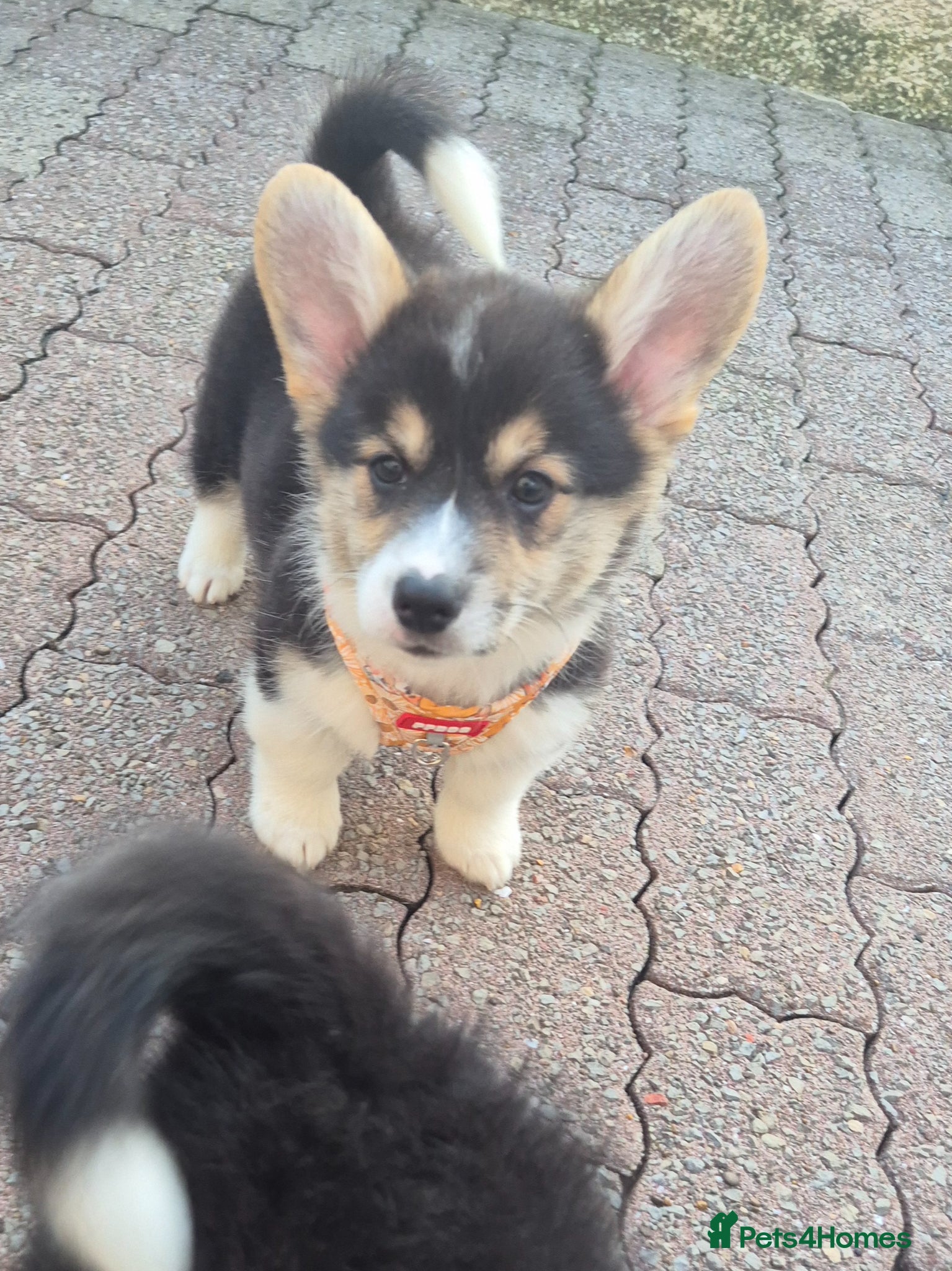 Welsh Corgi Pembroke dogs 2 tri girls ready for new homes  - Advert 7