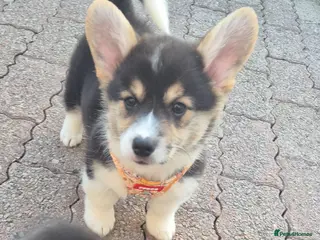 Welsh Corgi Pembroke dogs 2 tri girls ready for new homes - Advert 7