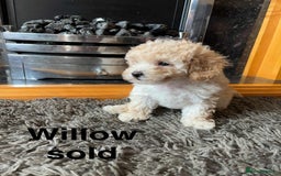 Poochon dogs for sale: 1 poochon girl available ready to leave  - Image 4