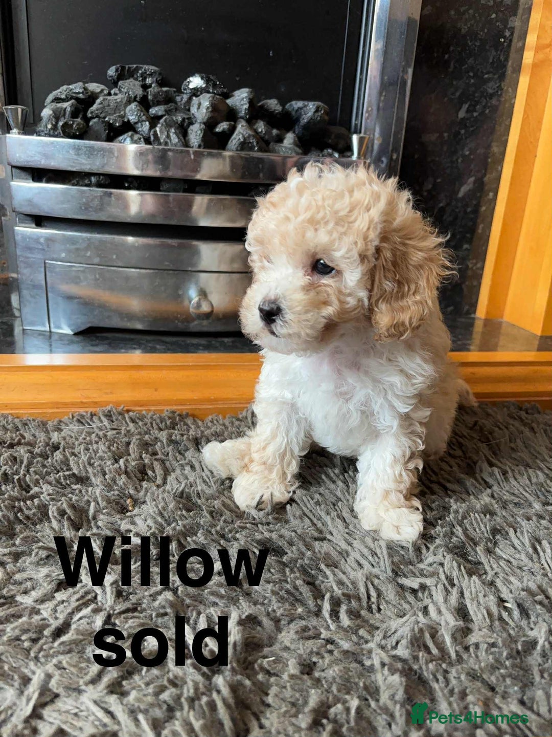 Poochon dogs for sale: 1 poochon girl available ready to leave  - Image 4