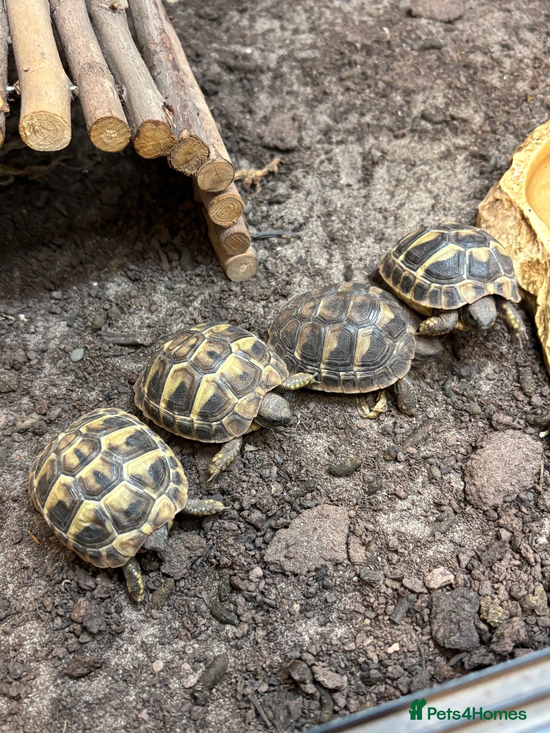 Tortoise reptiles for sale: Sulcata and Hermann Hatchlings  - Advert 6