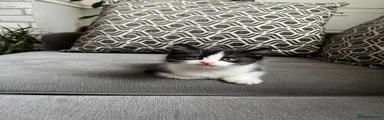 British Shorthair Kitten 6