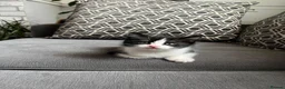British Shorthair cats for sale: Kittens for sale - Advert 20