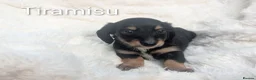 Miniature Dachshund dogs for sale: READY THIS WEEKEND 🏆Russian Champion lines  - Advert 25