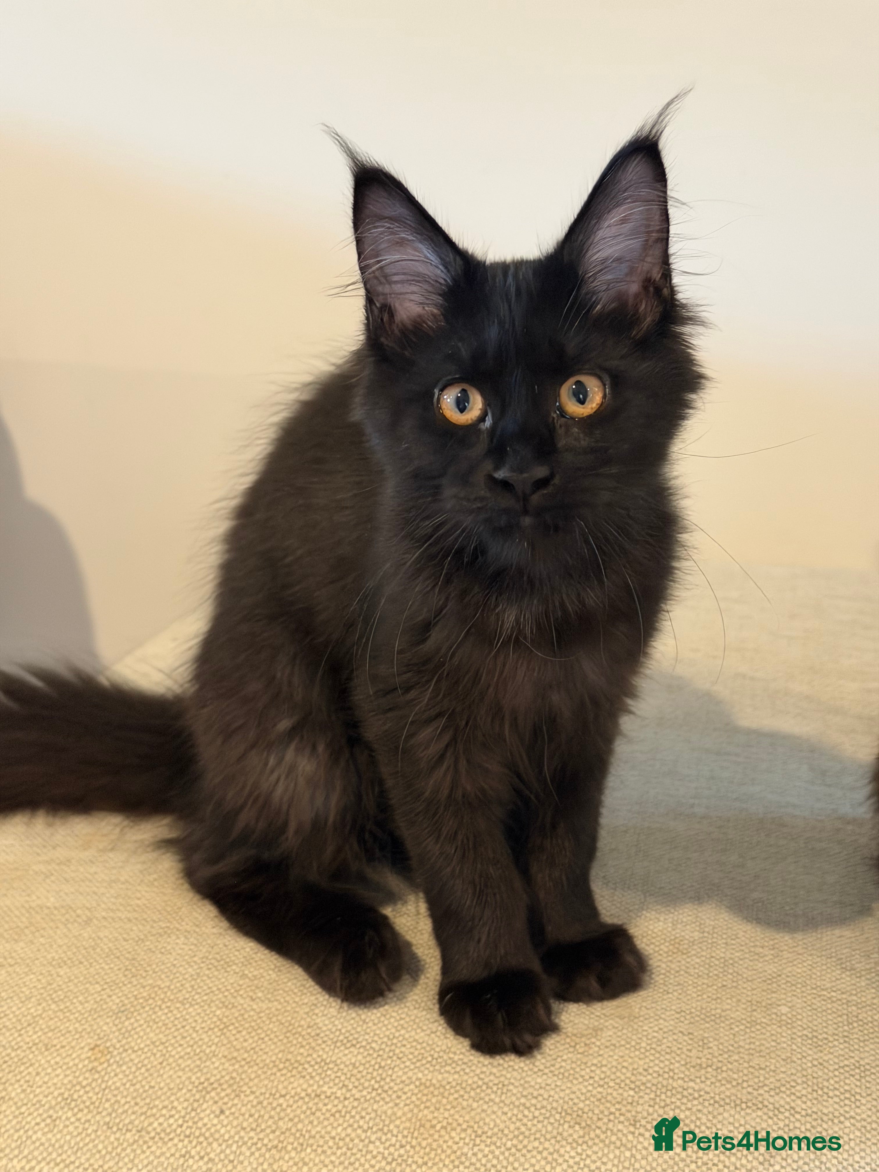 Maine Coon cats TICCA Registered Mainecoon Kittens (PetOnly) - Advert 2