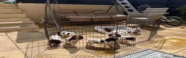 English Springer Spaniel 1