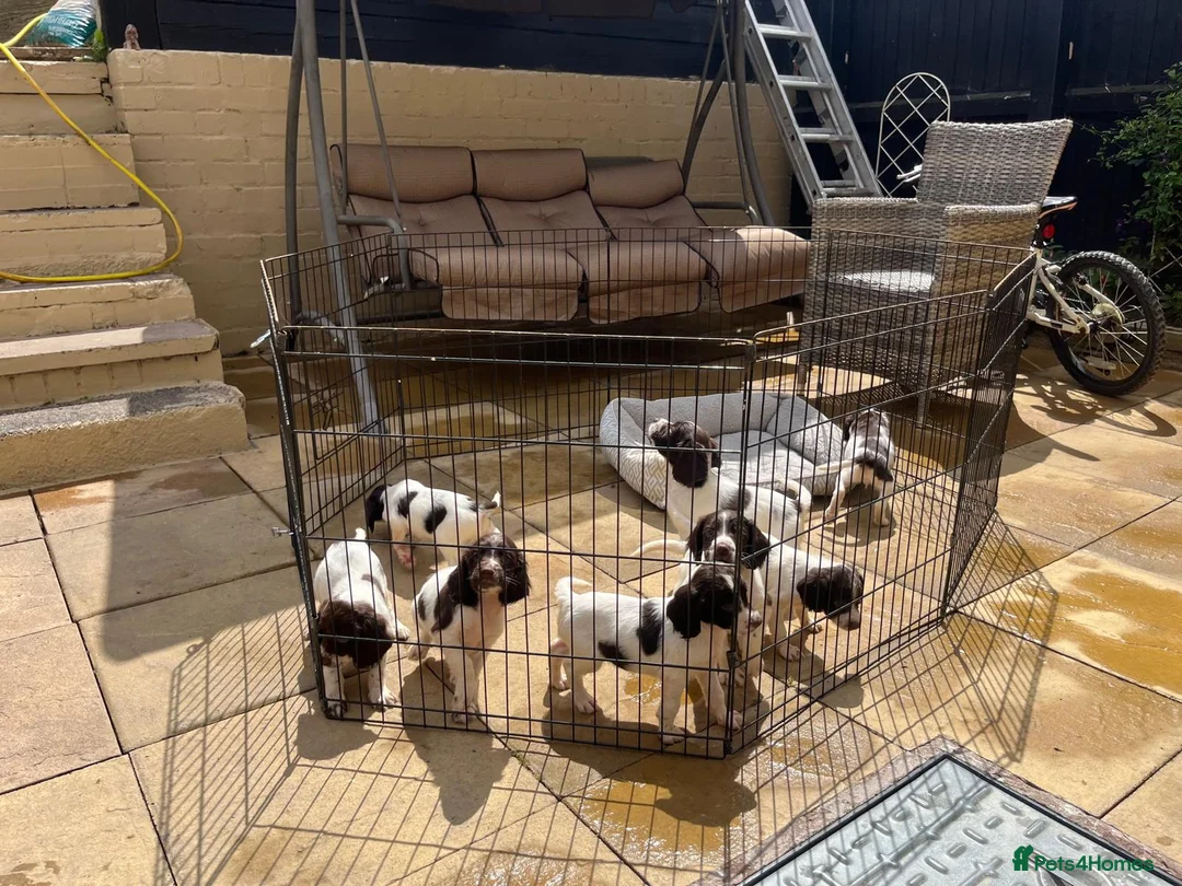 English Springer Spaniel dogs for sale: English Springer spaniel puppy's for sale  - Advert 1