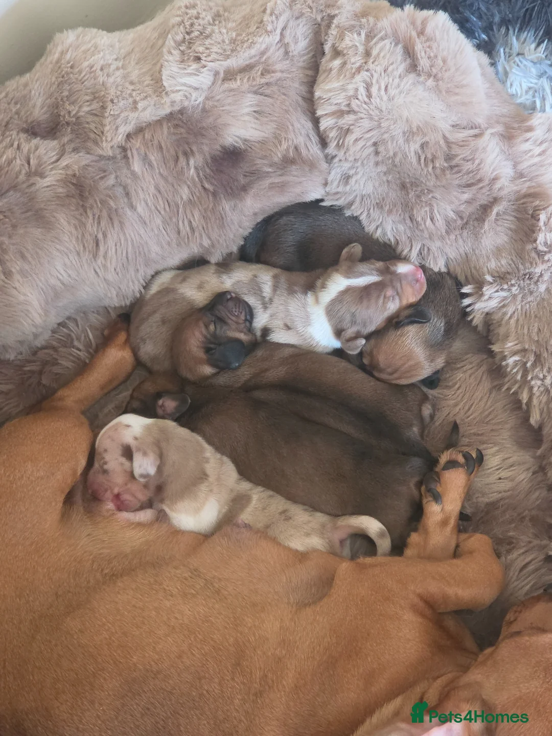 Miniature Dachshund dogs for sale: Miniature dachshund  - Advert 2