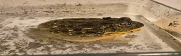 Frog reptiles for sale: Giant African Bullfrog - Advert 3