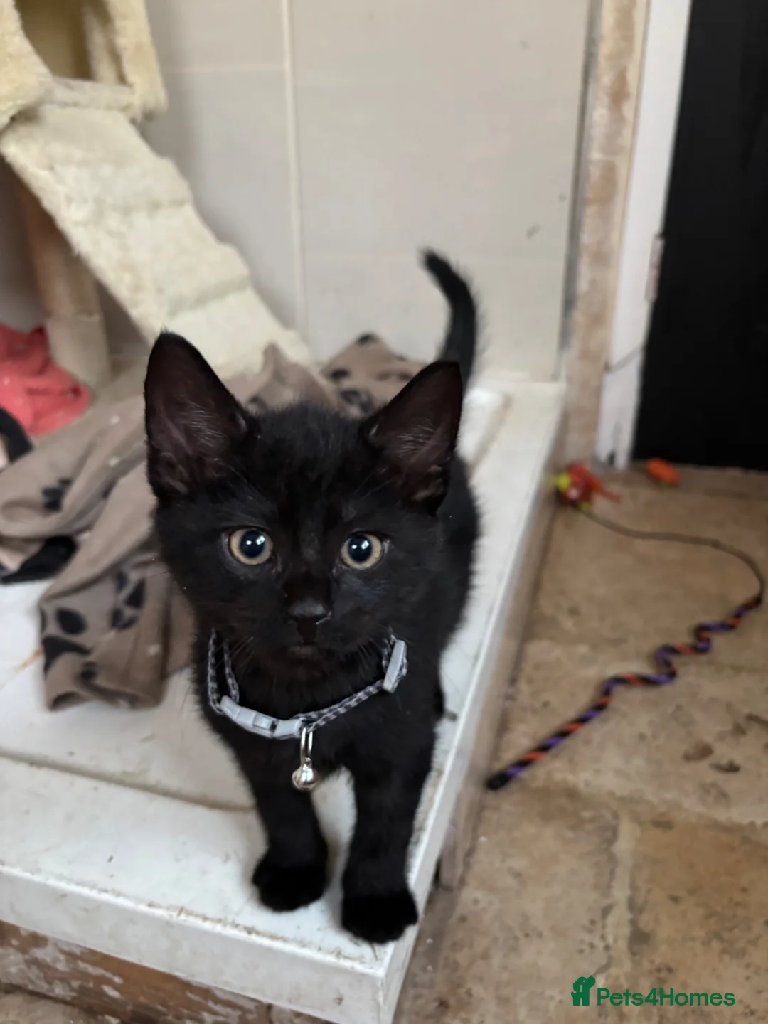 Mixed Breed cats for sale: British shorthair kittens in Runcorn - Advert 2