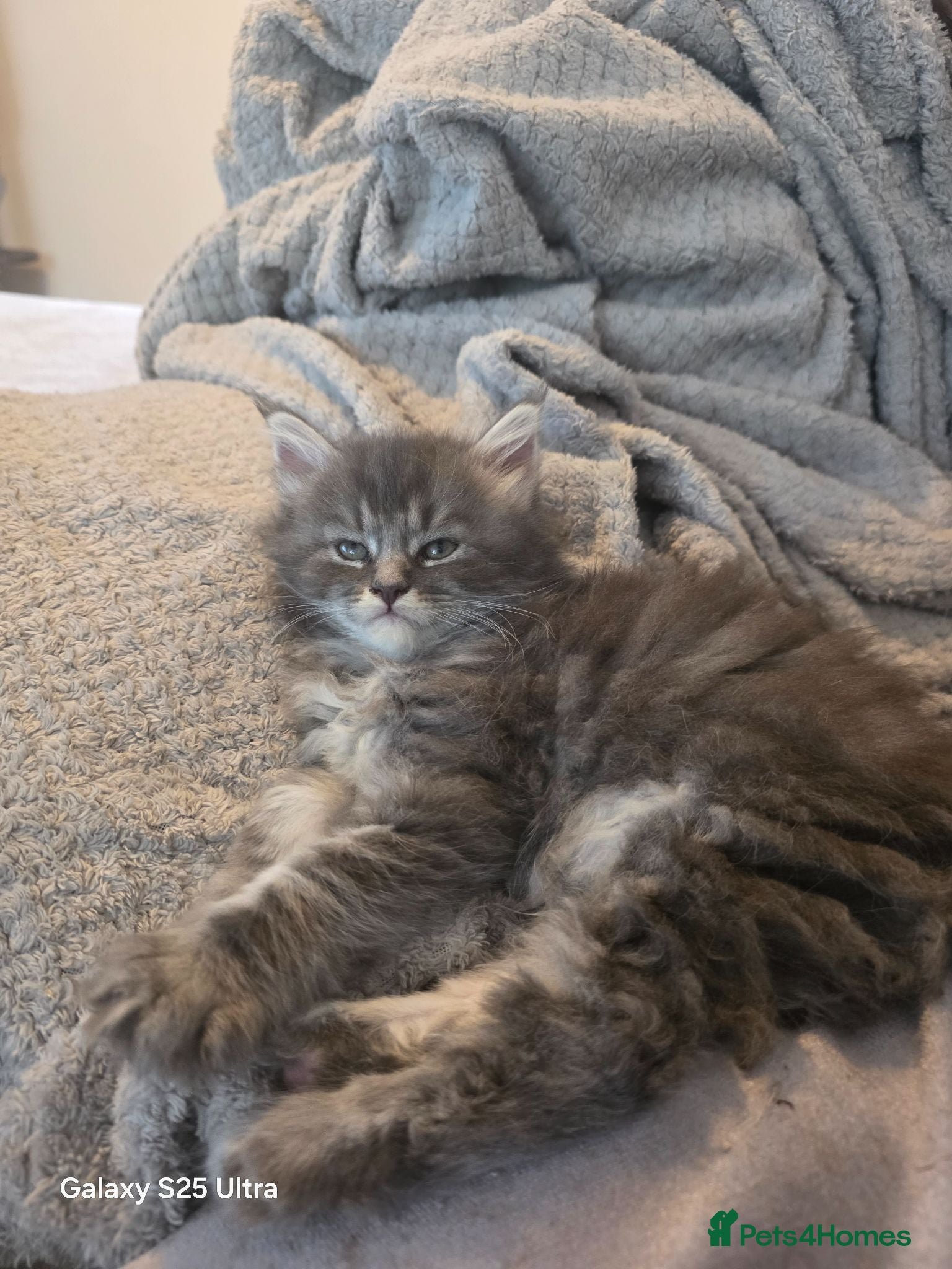 Maine Coon cats Stunning maine coon. Kittens 4 boys 1 girl  - Advert 1