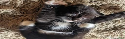 Mixed Breed cats for sale: 9 kittens ready for their forever home  - Advert 3