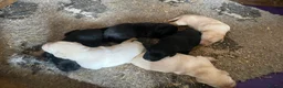 Labrador Retriever dogs for sale: Labrador puppies KC reg Health tested - Advert 6
