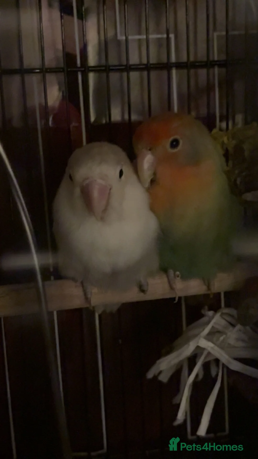 Lovebirds birds for sale: pair of bonded lovebirds  in Wolverhampton - Advert 1
