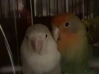 Lovebirds birds pair of bonded lovebirds - Advert 4