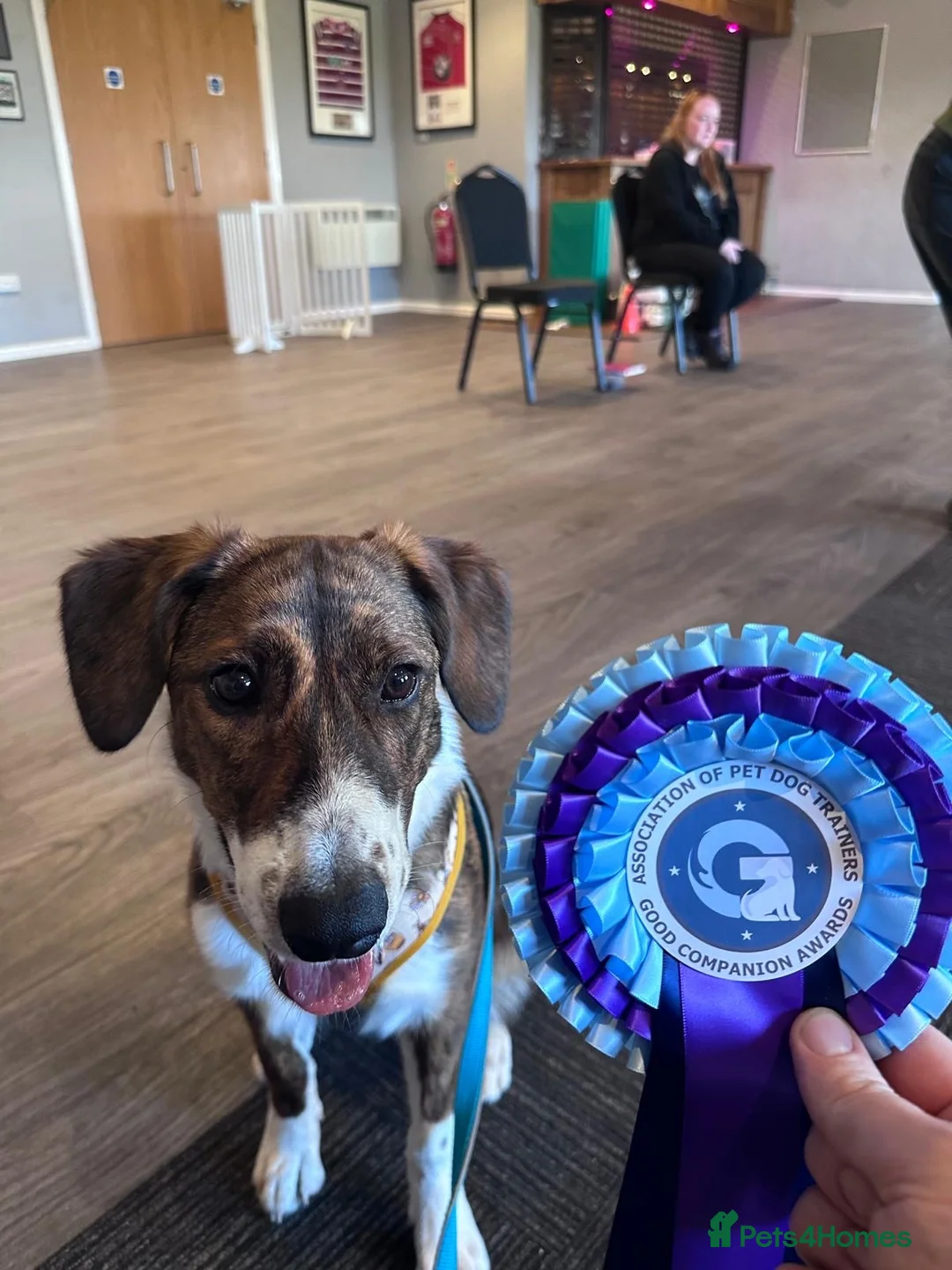 Mixed Breed dogs for sale: Greyhound/Collie mix  in Newport - Advert 2