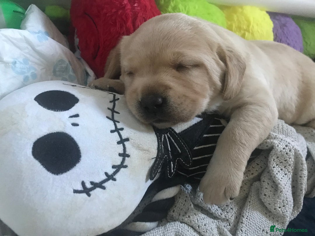 Labrador Retriever dogs for sale: Chunky KC Registered Labrador puppies - Image 10