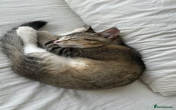American Wirehair cats for sale: Cute Kitten Looking for a Loving Home 🥀🦋🐾 - Image 1