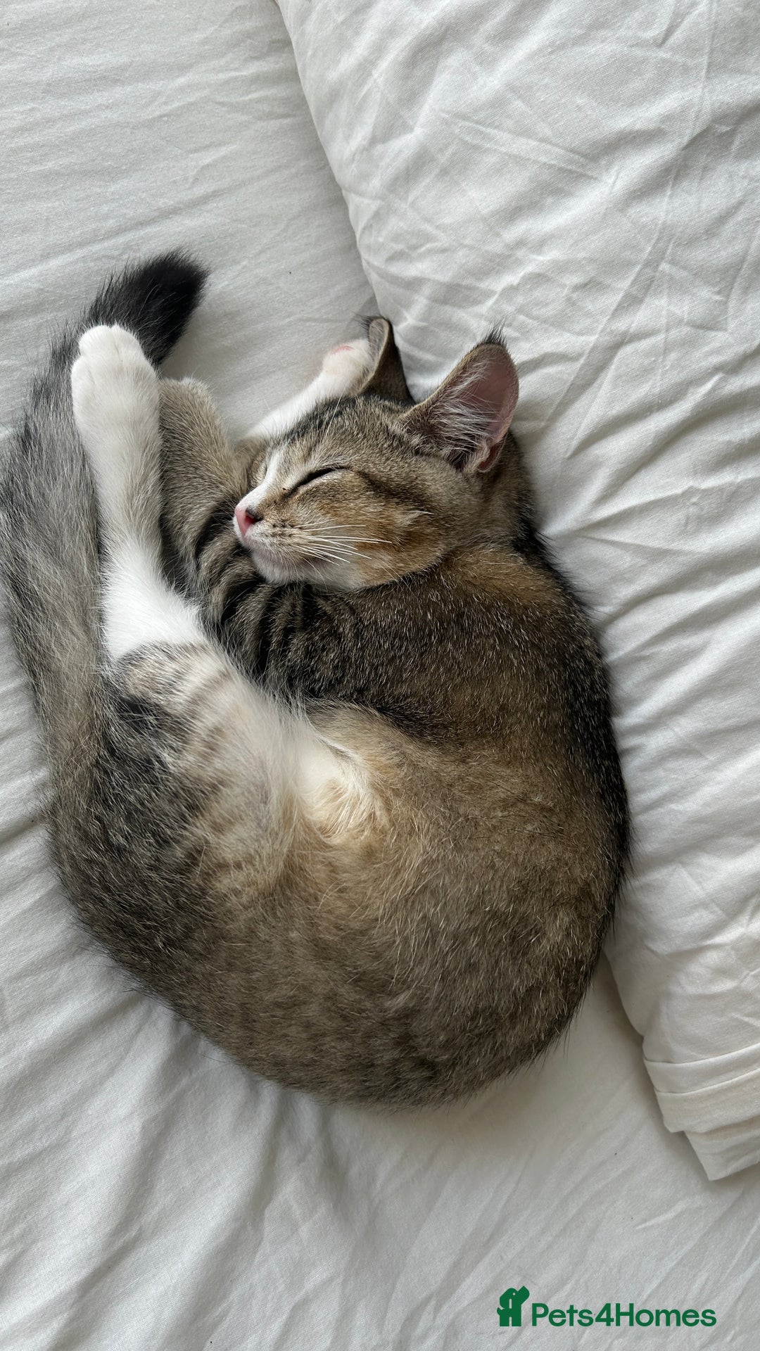 American Wirehair cats for sale: Cute Kitten Looking for a Loving Home 🥀🦋🐾 - Image 1