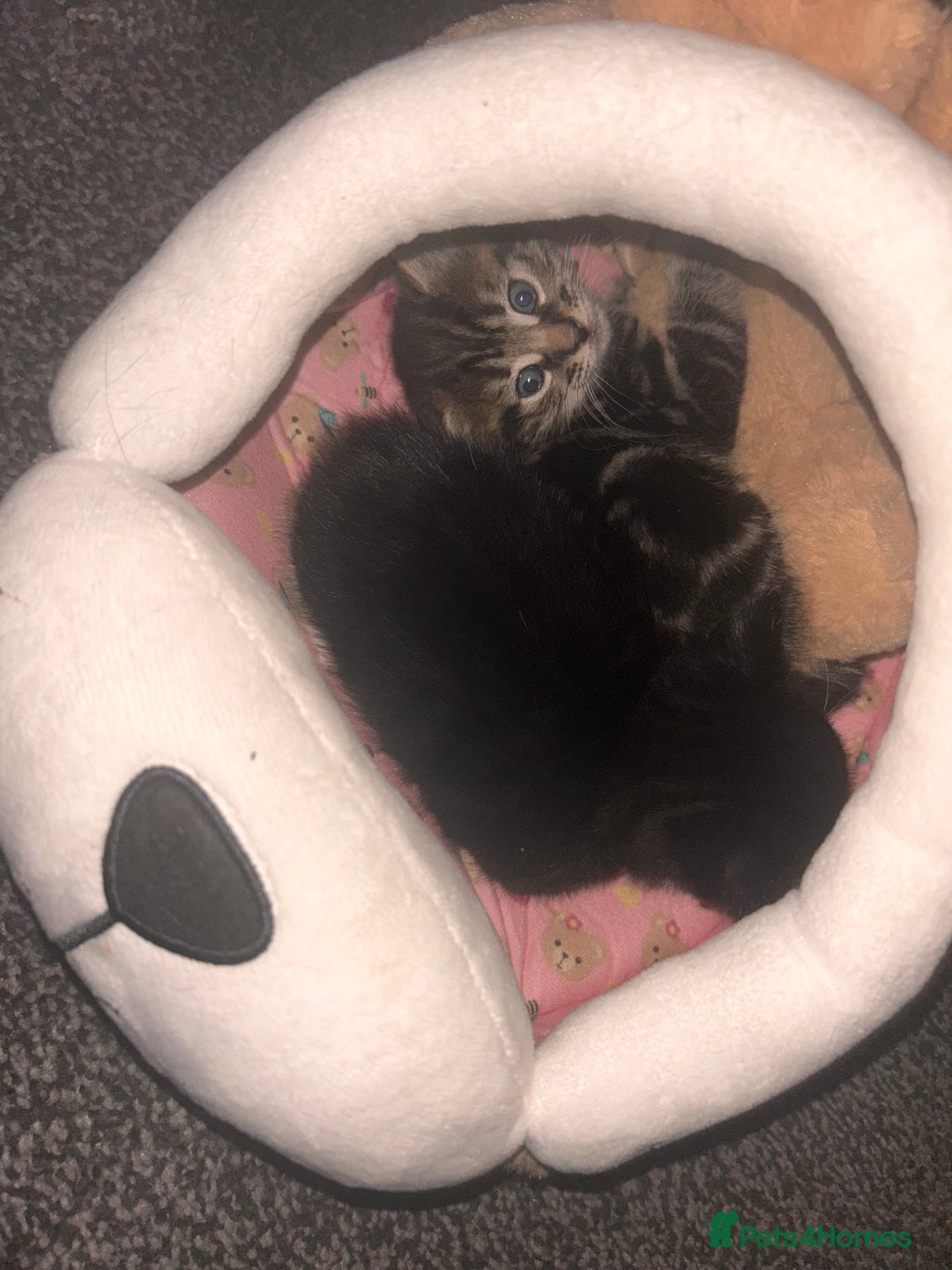 Mixed Breed cats for sale: 2 mixed breed kittens  - Advert 6
