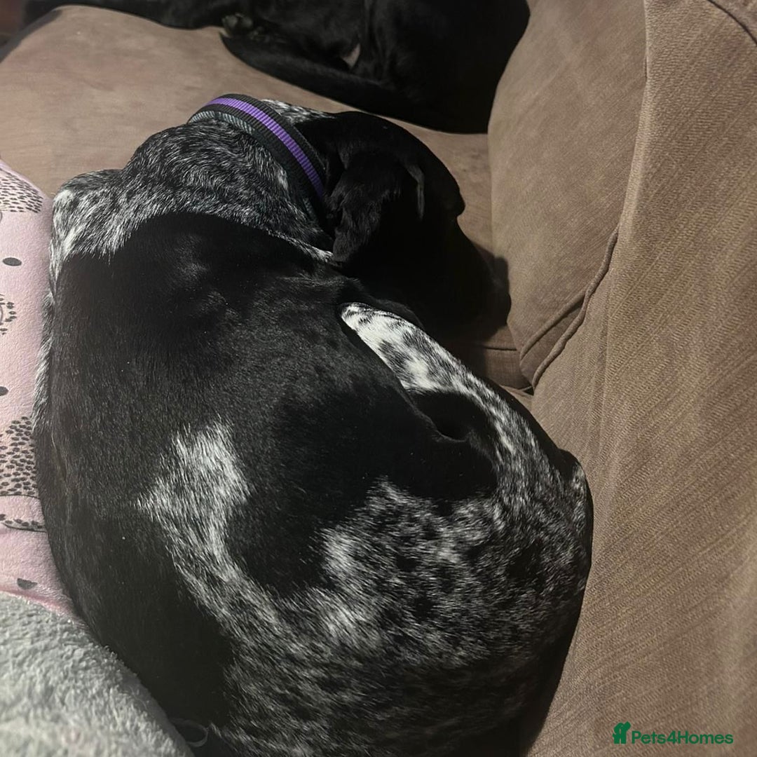 Mixed Breed dogs for adoption: Bracken (German Pointer mix) - Advert 8