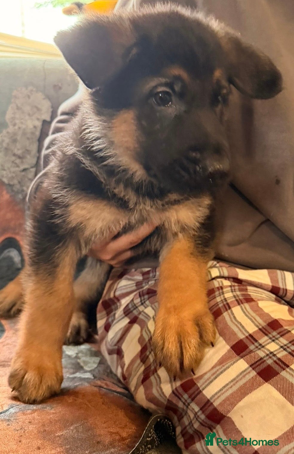 German Shepherd dogs for sale: Beautiful German Shepherd Pups  - Advert 15