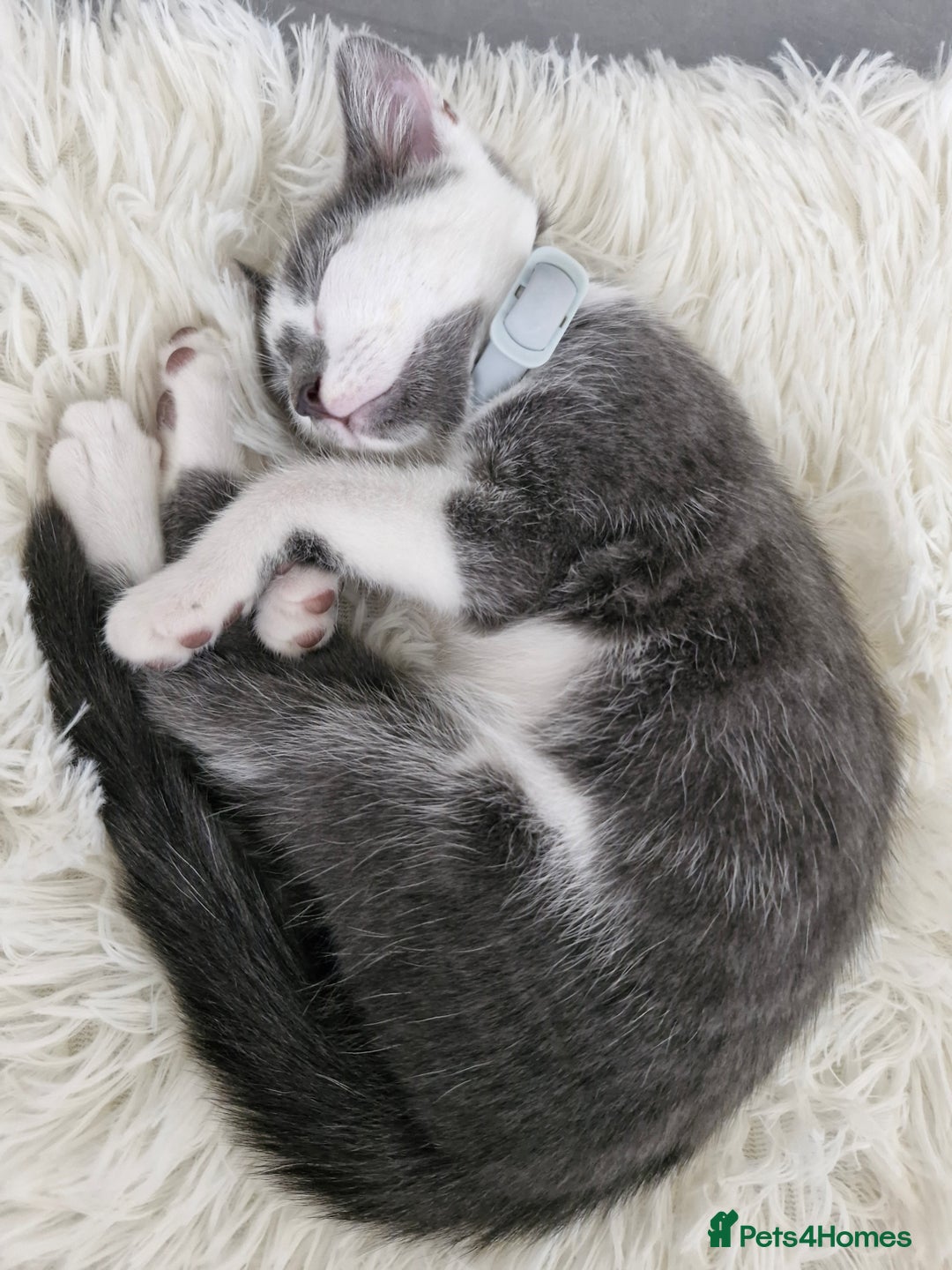 European cats for sale: Ketten  - Image 4