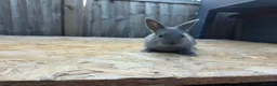 Netherland Dwarf rabbits for sale: Pure bred netherland dwarfs - Advert 6