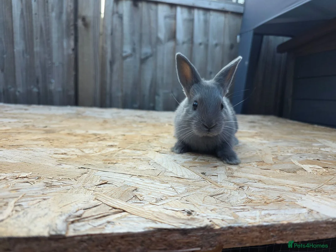 Netherland Dwarf rabbits for sale: Pure bred netherland dwarfs - Advert 6