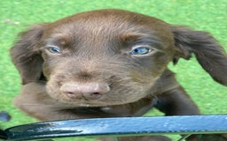 Cocker Spaniel dogs for sale: Health Tested Working Cocker Pups - Image 8