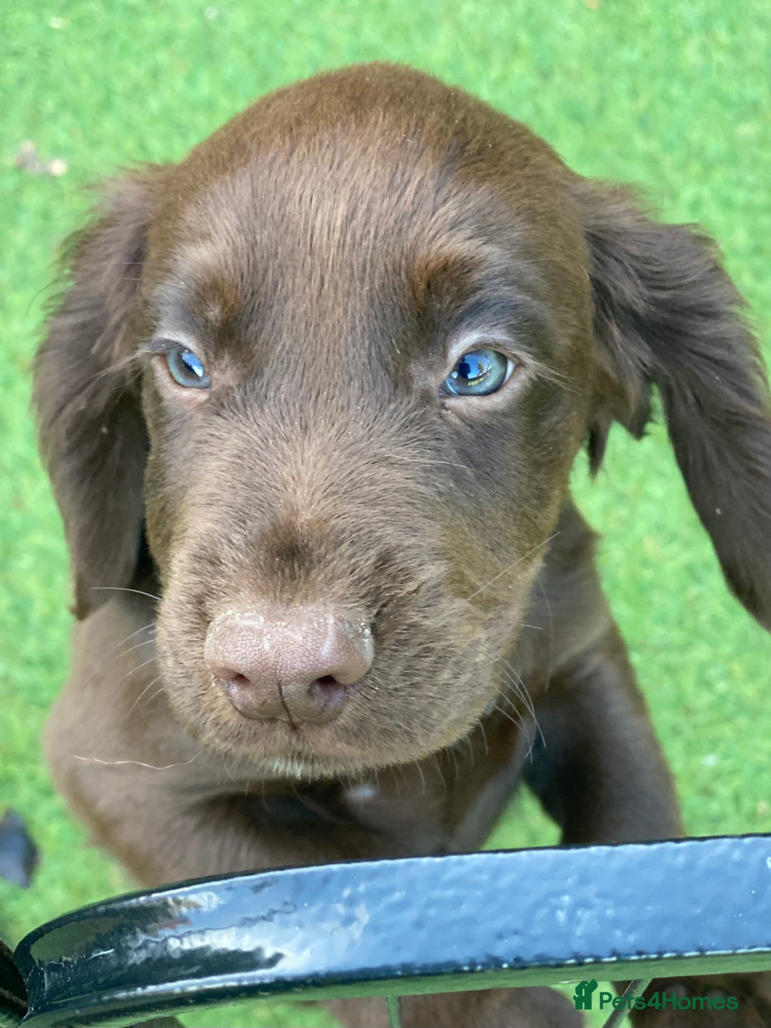 Cocker Spaniel dogs for sale: Health Tested Working Cocker Pups - Image 8