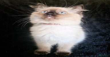 Ragdoll cats - Advert 1