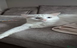 Turkish Angora cats for sale: Lovely cat looking for new home - Image 1