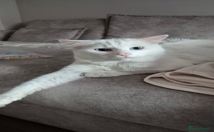 Turkish Angora cats - Advert 4
