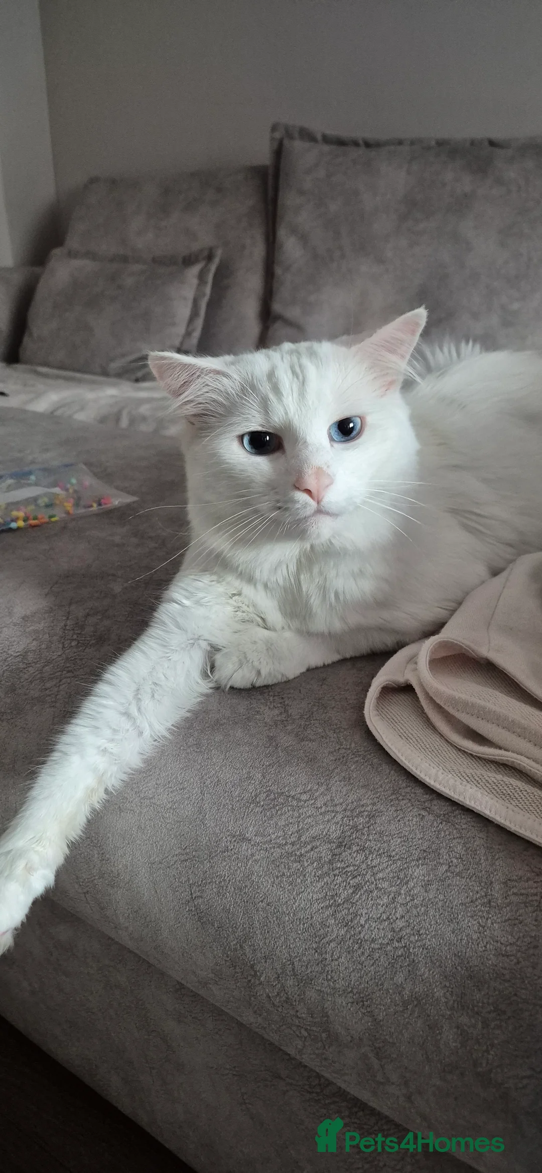 Turkish Angora cats for sale: Lovely cat looking for new home - Advert 1